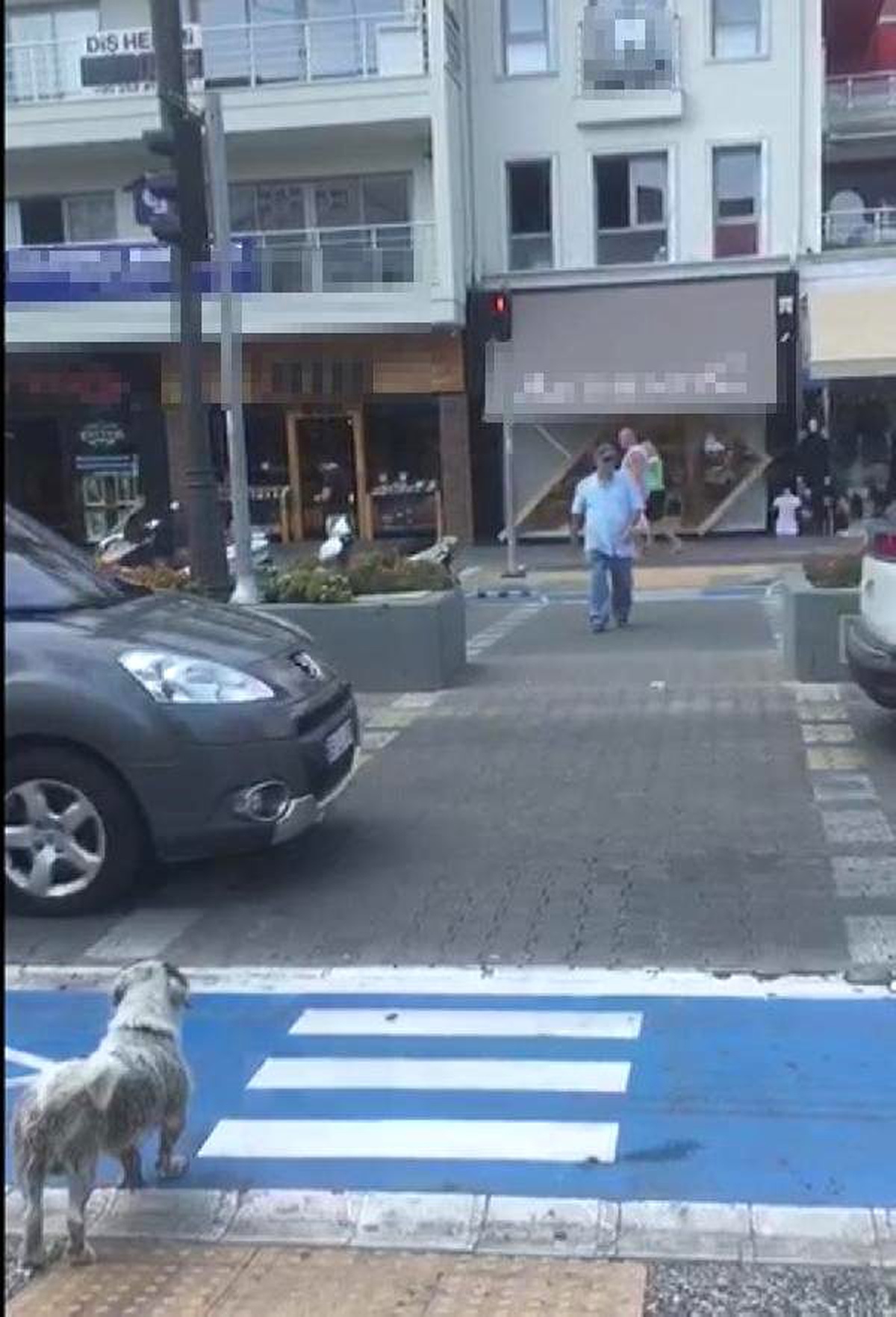 Yaya kırmızıda geçti, köpek yeşil ışığı bekledi
