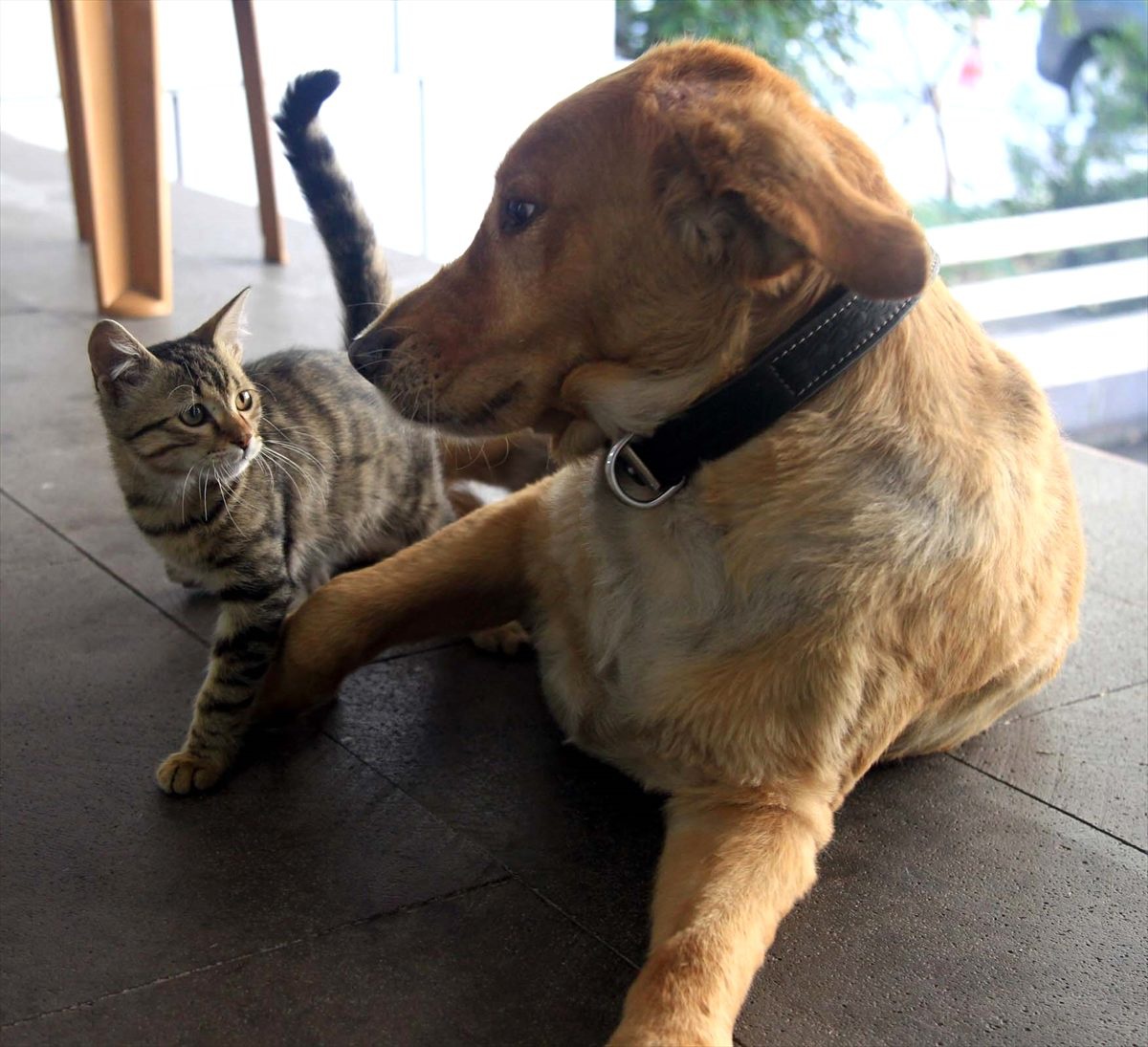 Annesinin terk ettiği kediyi Tarçın isimli köpek emziriyor
