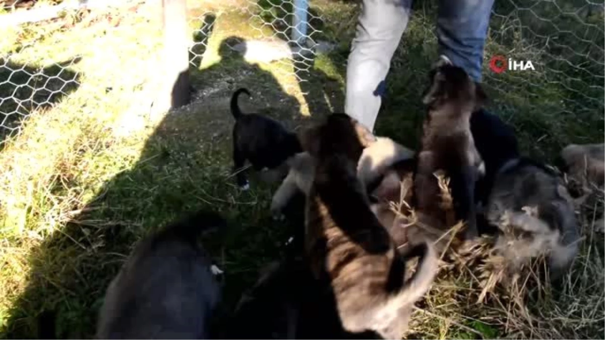 Annesiz kalan 12 yavru köpeğe gözü gibi bakıyor