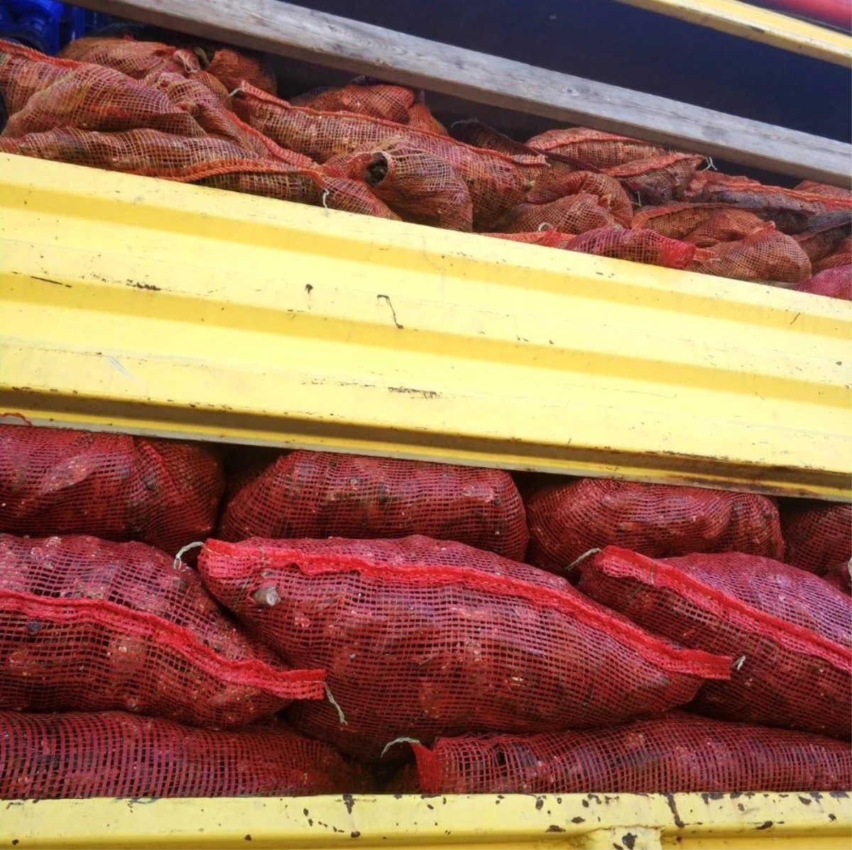 Antalya\'da 8 ton kaçak midye yakalandı