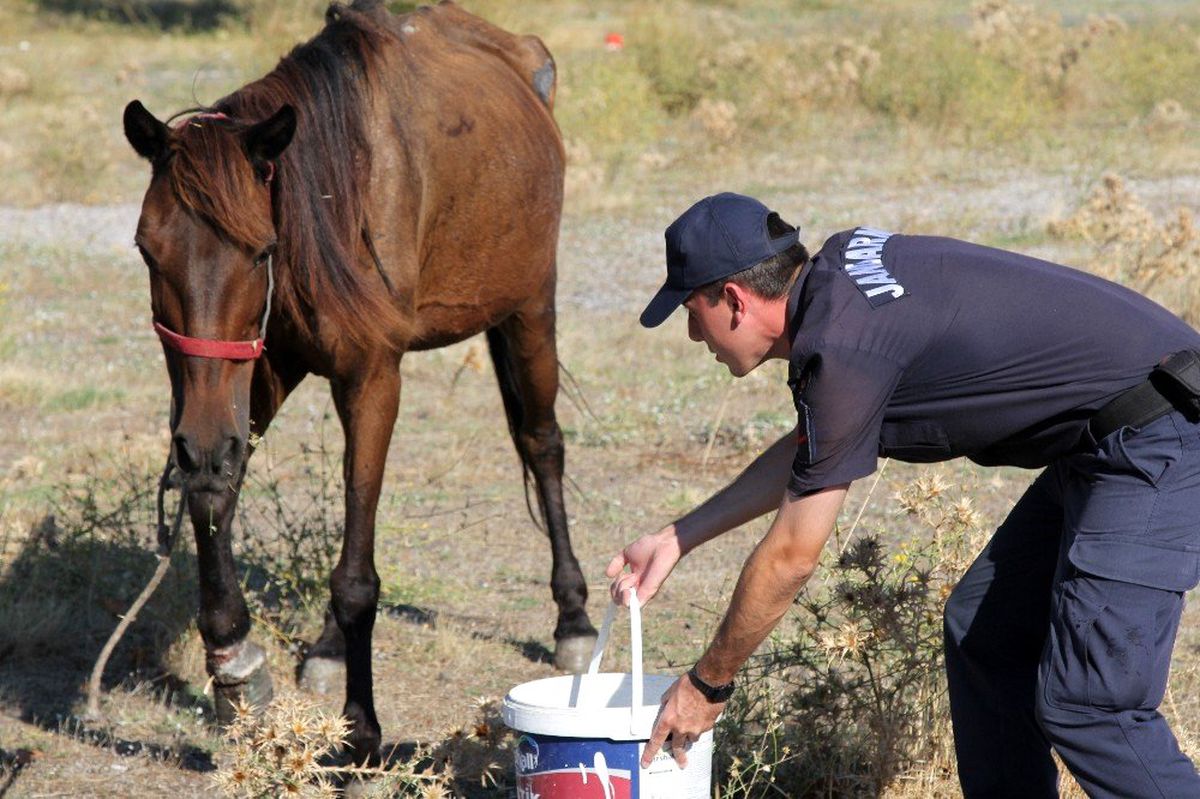 Bacağı sakatlanan atı kaderine terk ettiler