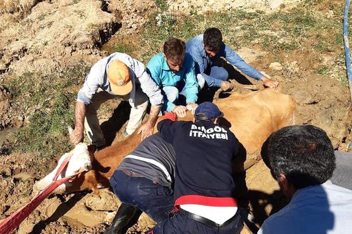 Bingöl\'de bataklığa saplanan inek kurtarıldı