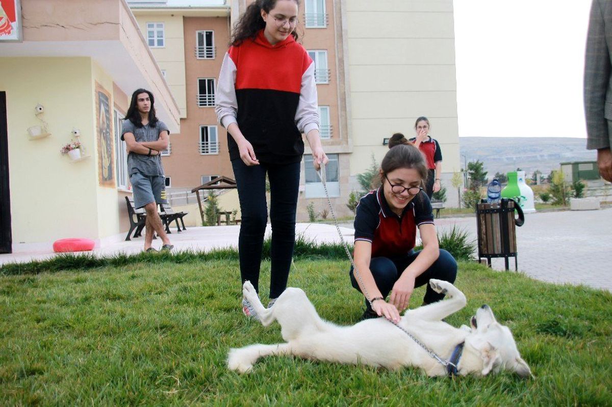 Bu okulda sadece ders değil hayvan sevgisi de öğretiliyor
