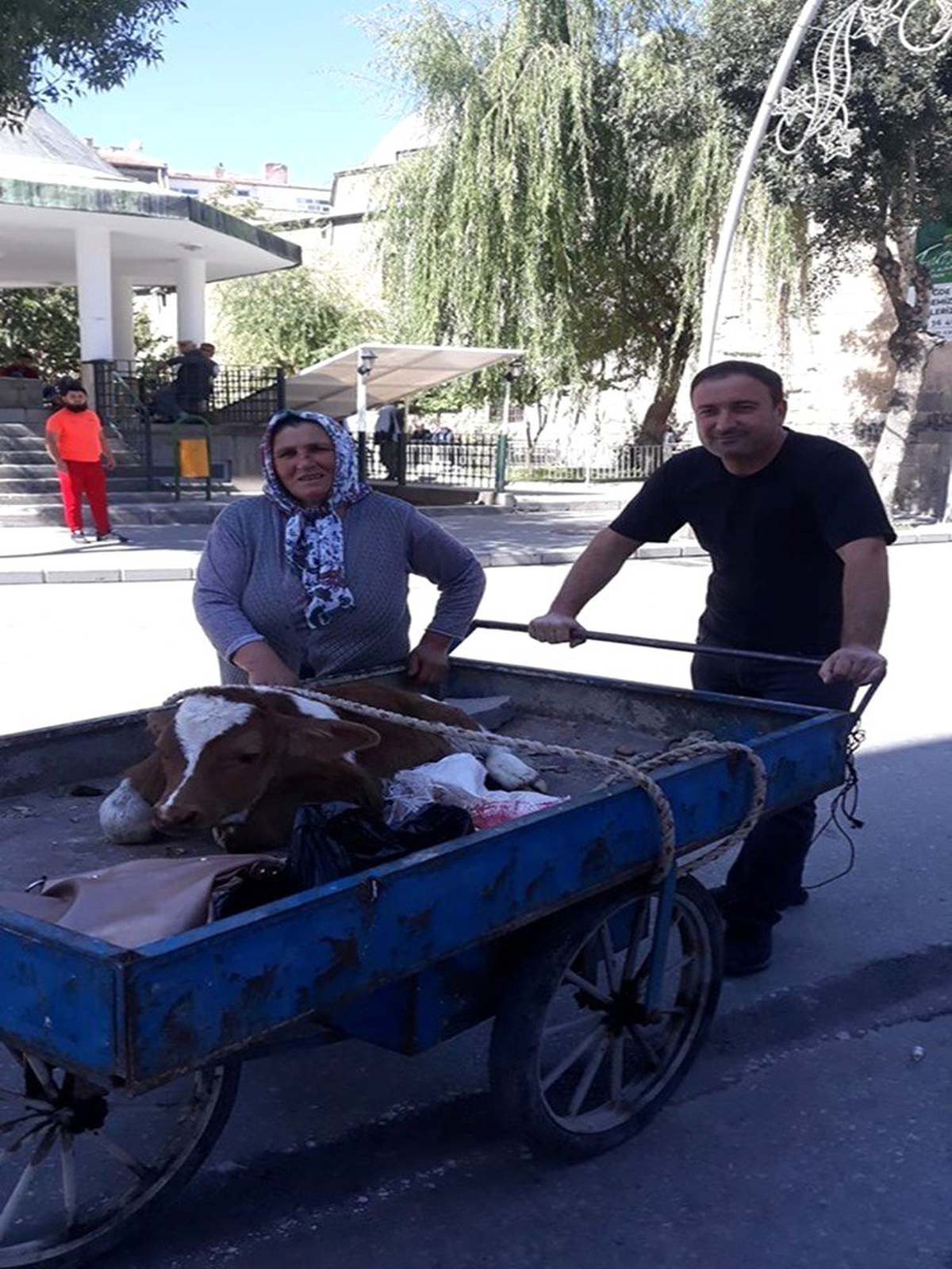 Buzağıyı 3 tekerlekli seyyar arabayla veterinere götürdü