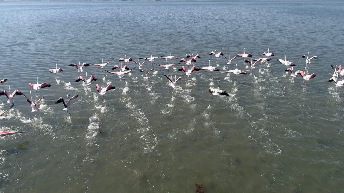 Flamingolar İzmit Körfezi\'ne akın etti