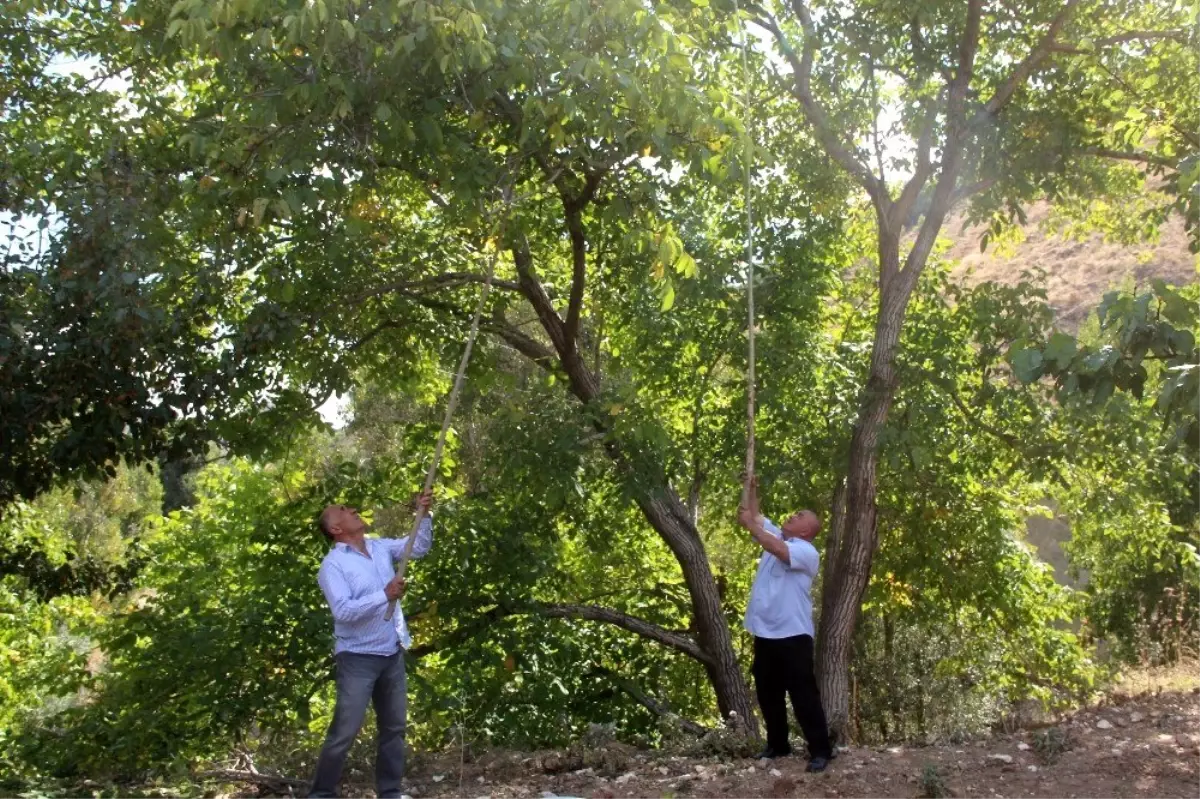 Hekimhan cevizinde hasat zamanı
