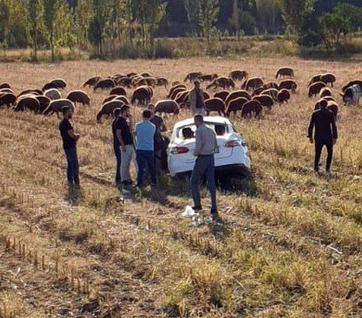 Iğdır\'da trafik kazası: 1 yaralı