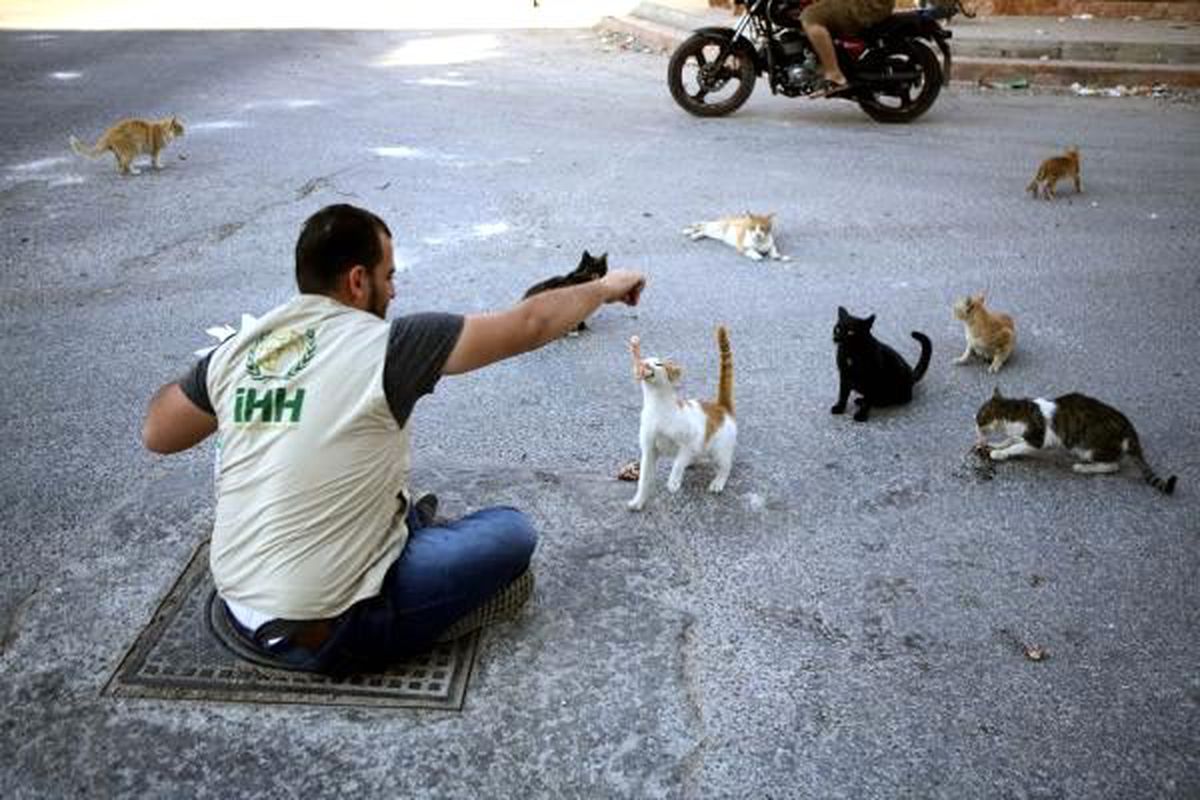 İhh, kafranbel\'deki sokak hayvanlarına yiyecek dağıttı