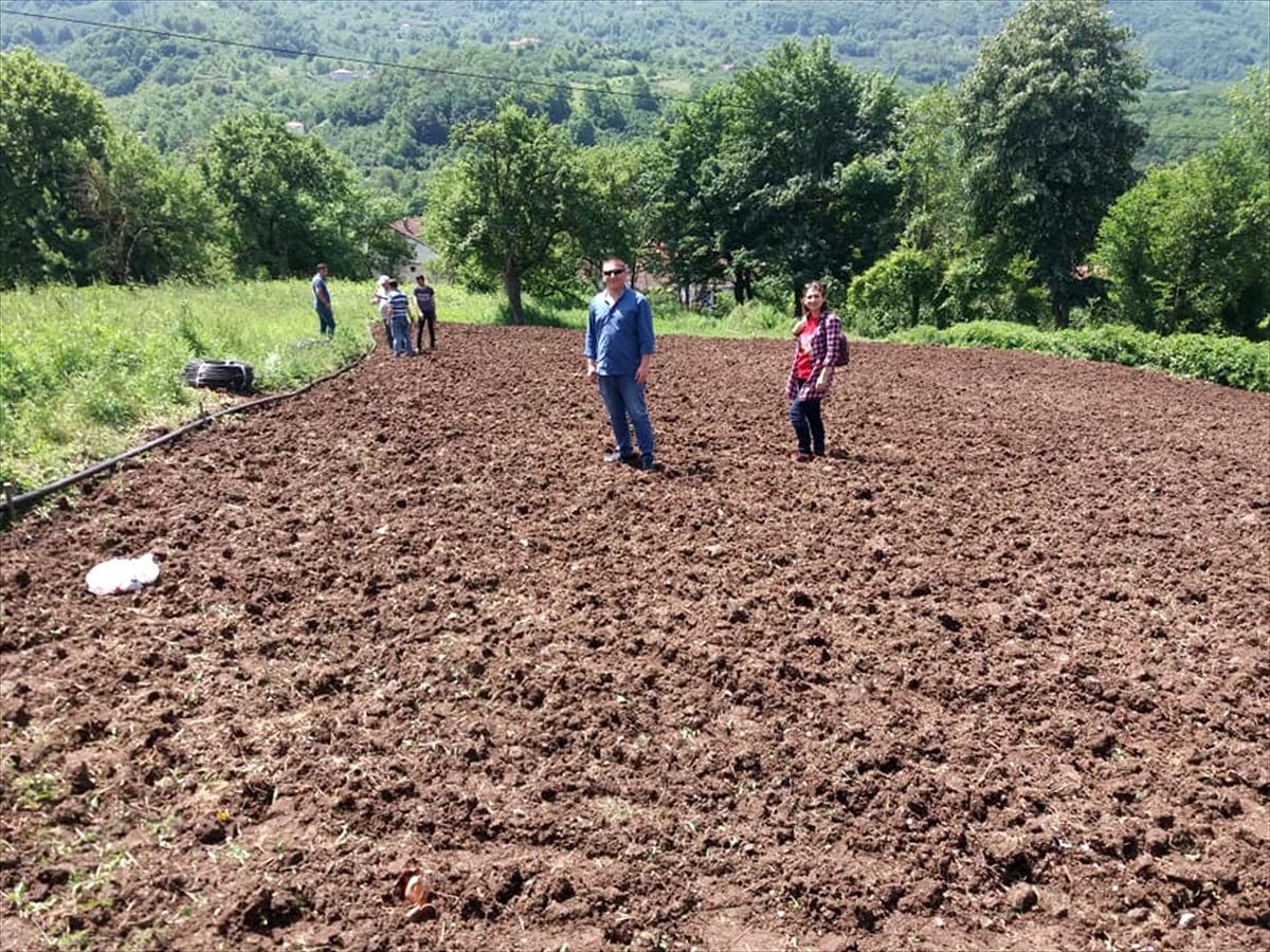 Kapya biberler hasat aşamasına geldi