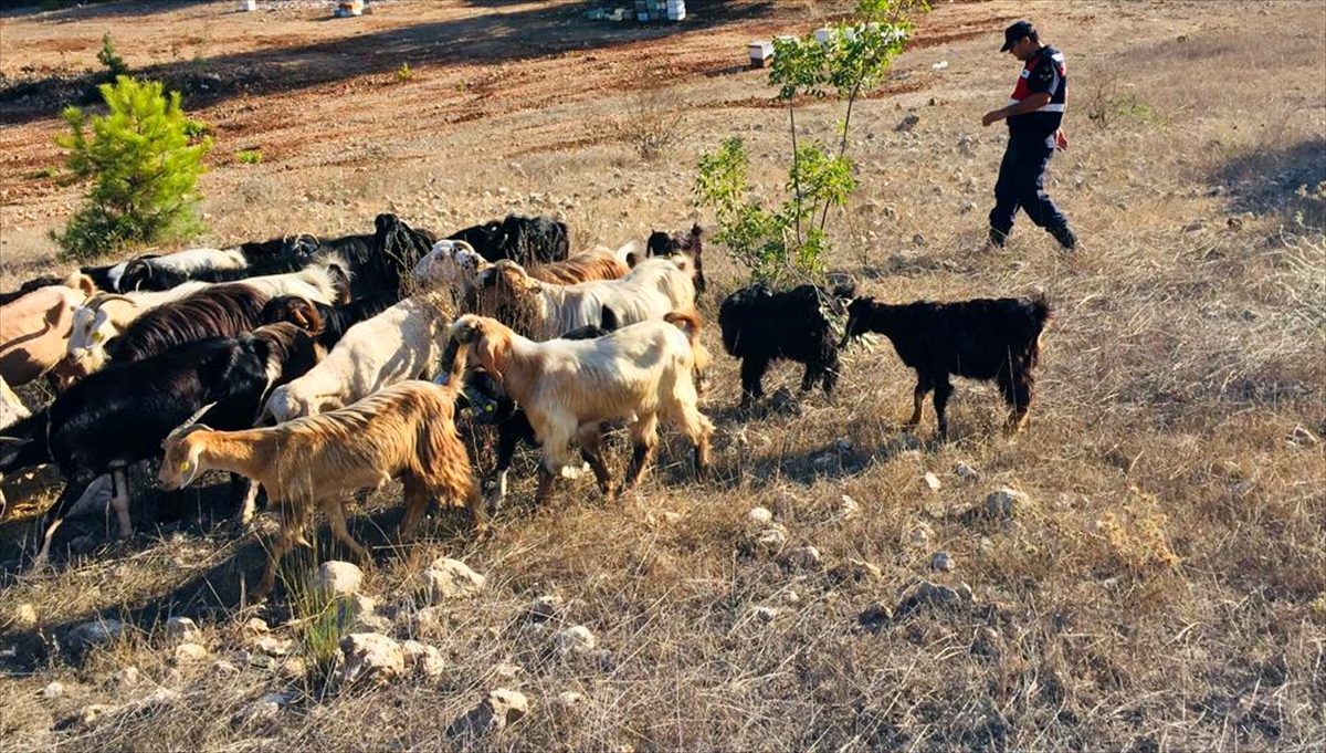 Kaybolan küçükbaş hayvanları jandarma buldu