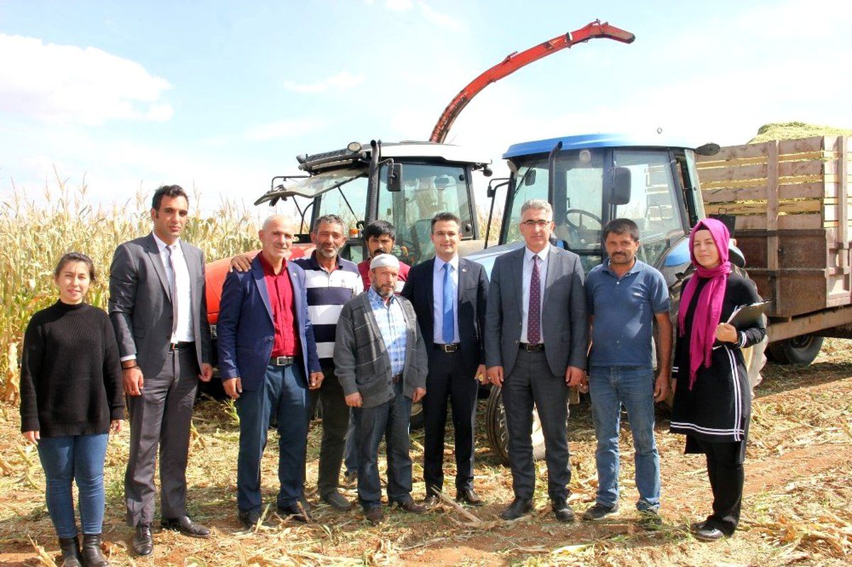 Köse\'de ilk kez ekilen silajlık mısırda hasat yapıldı