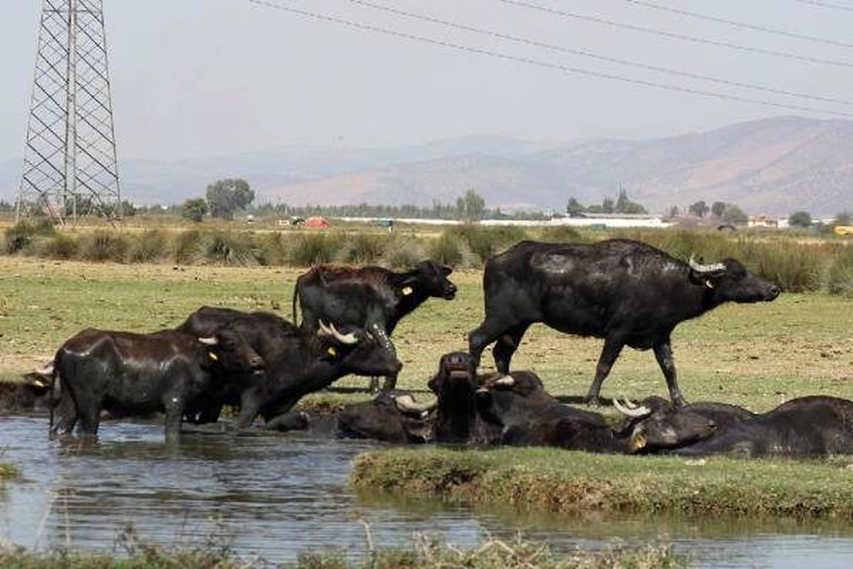 Mandalara gölet ve çamurlu suda serinlik