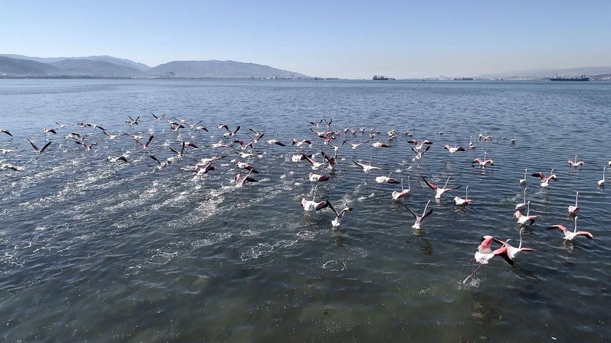 (Özel) Flamingolar İzmit Körfezi\'ne akın etti