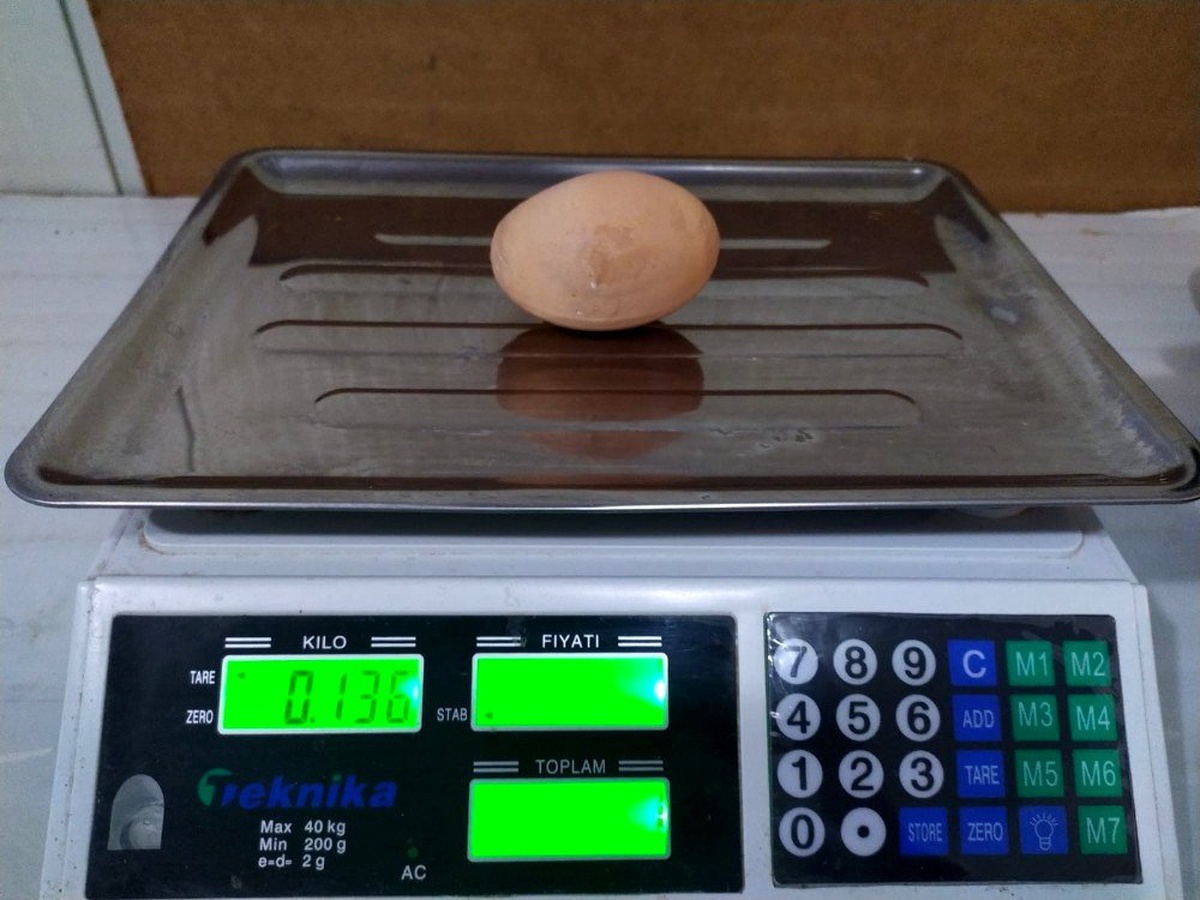 (Özel) Tavuk, 136 gramlık yumurta yumurtladı