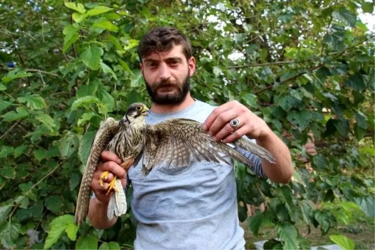 Piknik yaparken bulduğu kerkeneze evinde bakıyor