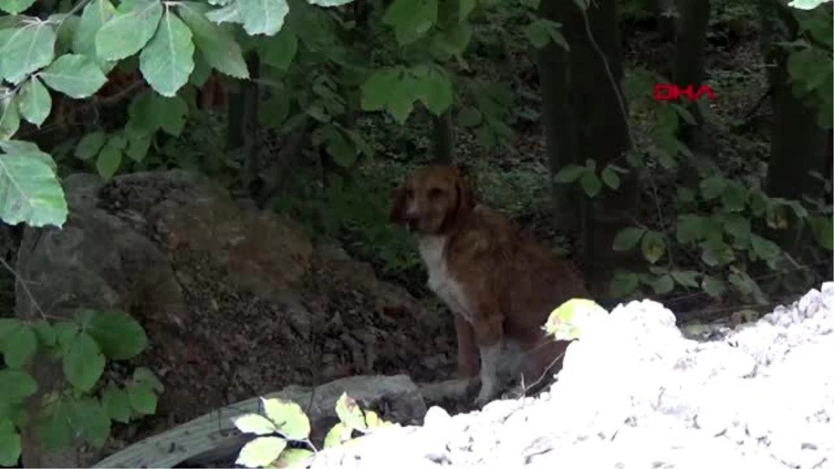 Sinop köpeklerin yaylada ölüme terk edilmesine tepkiler sürüyor