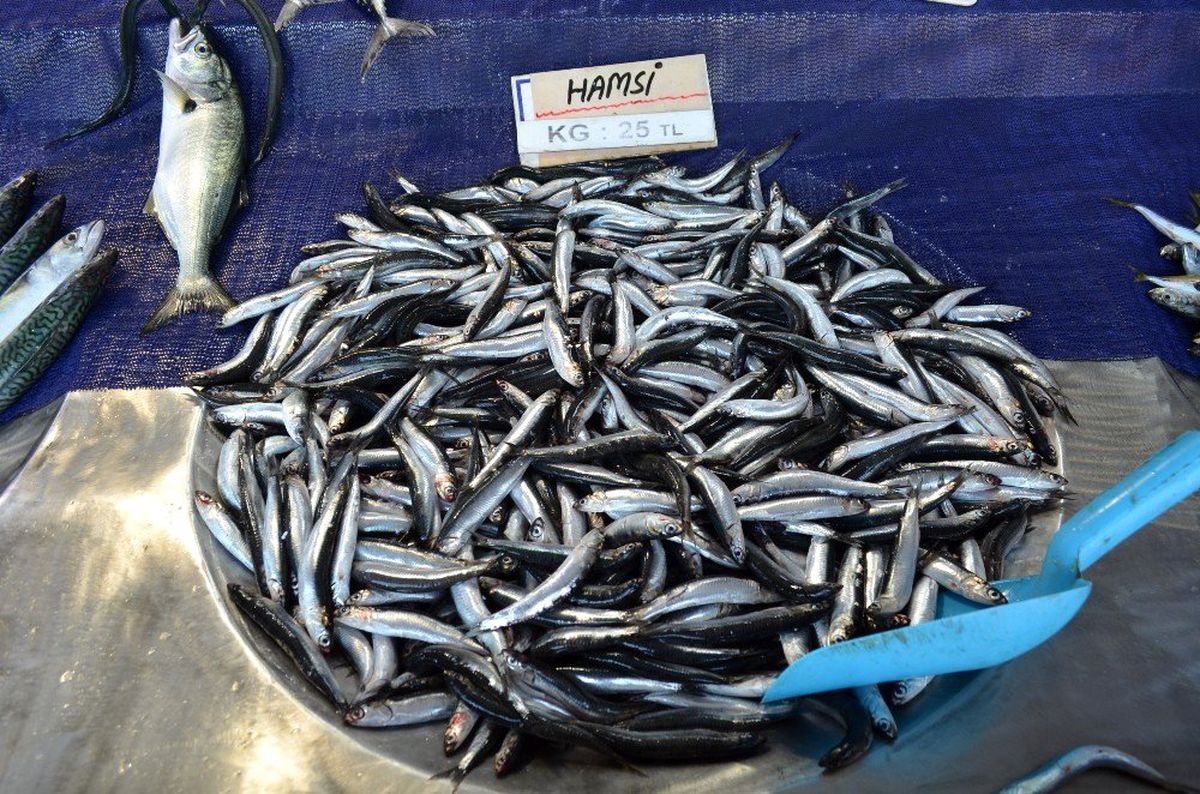 Tekirdağ\'da hamsinin kilosu 25 TL