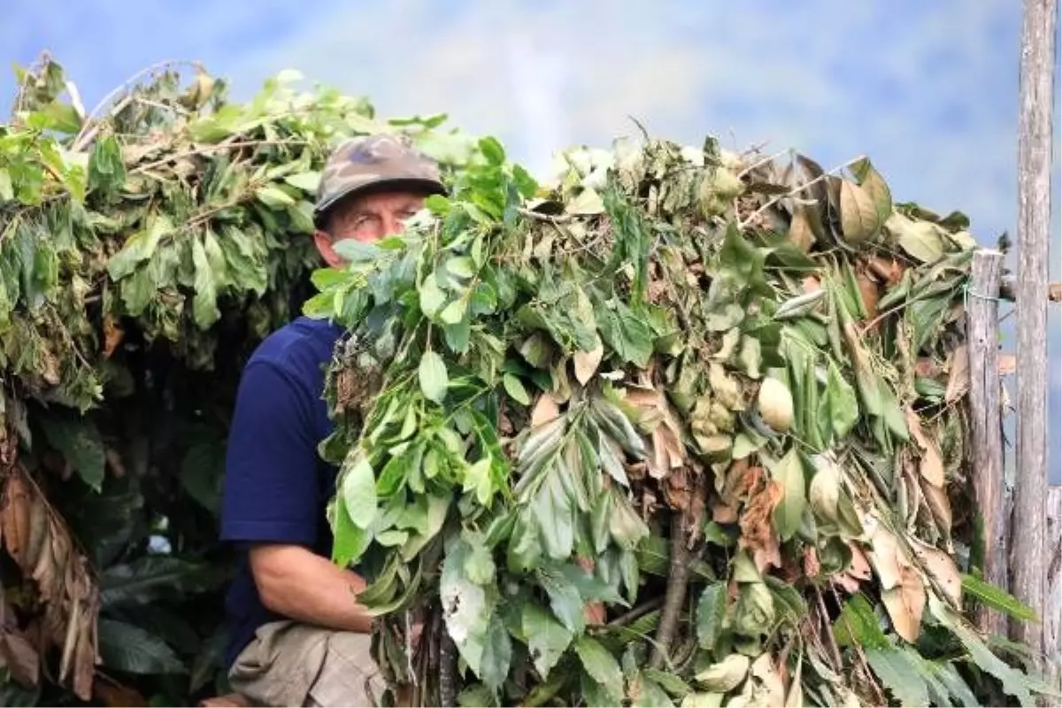 Tutkunları atmaca avında