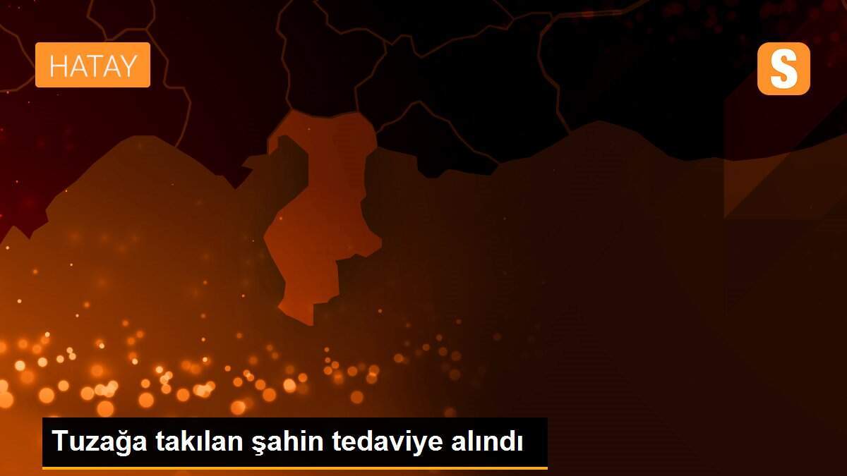 Tuzağa takılan şahin tedaviye alındı