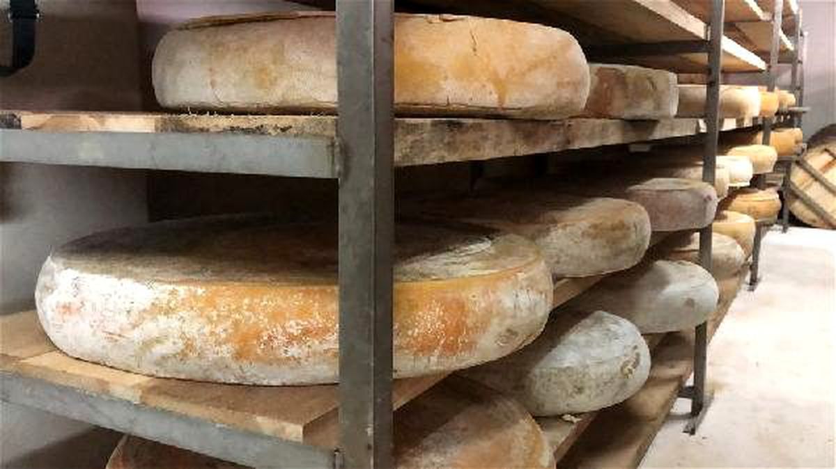 2 bin 667 metre rakımdaki köyde gravyer ve kaşar üretimi
