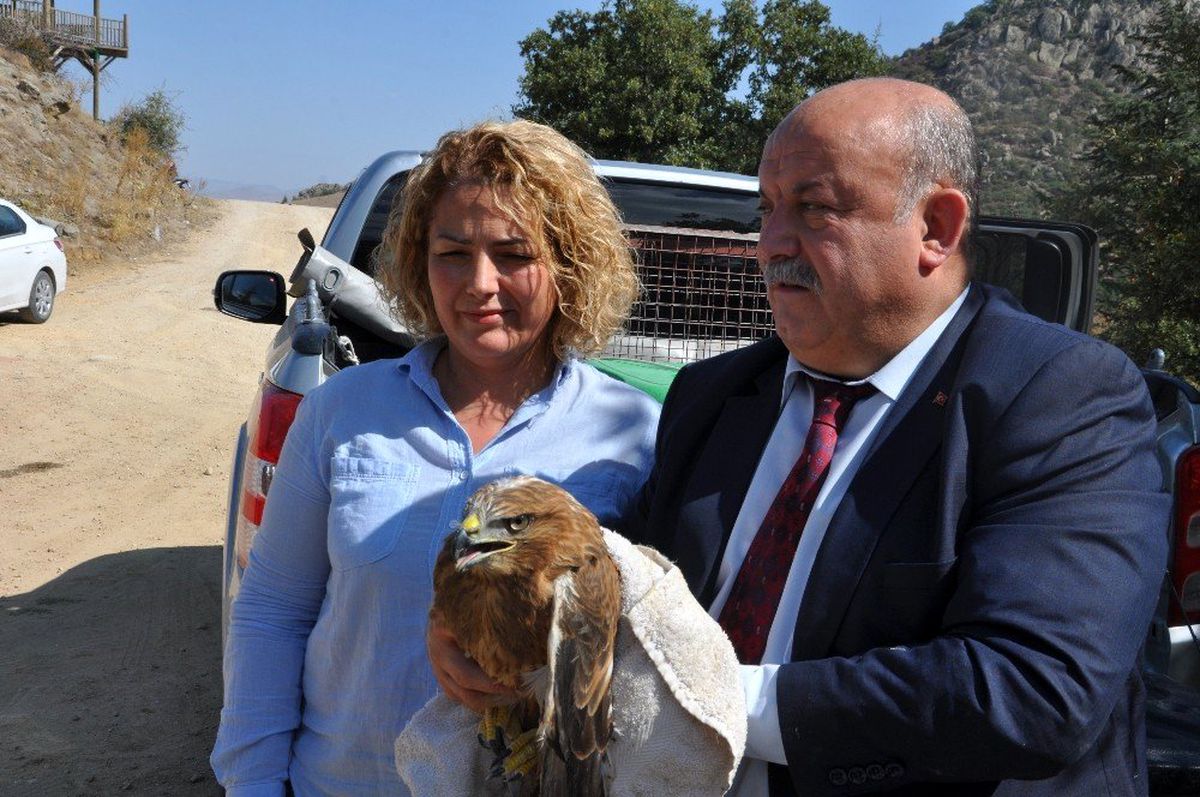 Afyonkarahisar\'da tedavi edilen kızıl şahinler doğaya bırakıldı