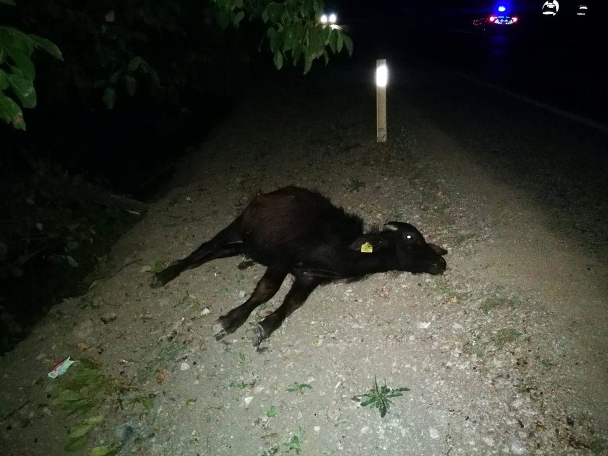 Kamyonun çarptığı mandalar telef oldu