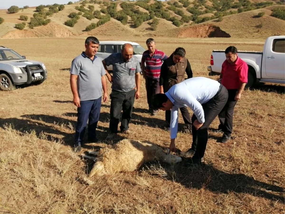 Kırıkkale\'de kurtlar sürüye saldırdı, 10 koyun telef oldu