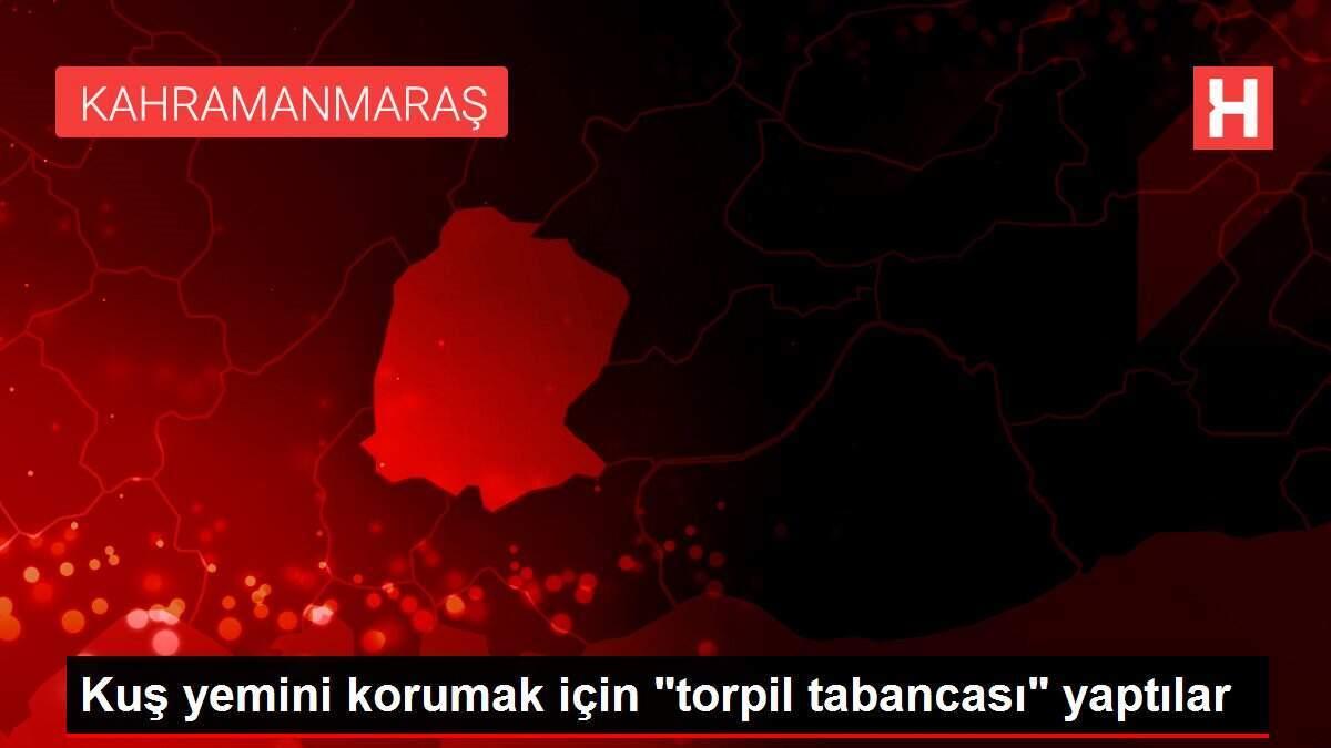 Kuş yemini korumak için 'torpil tabancası' yaptılar