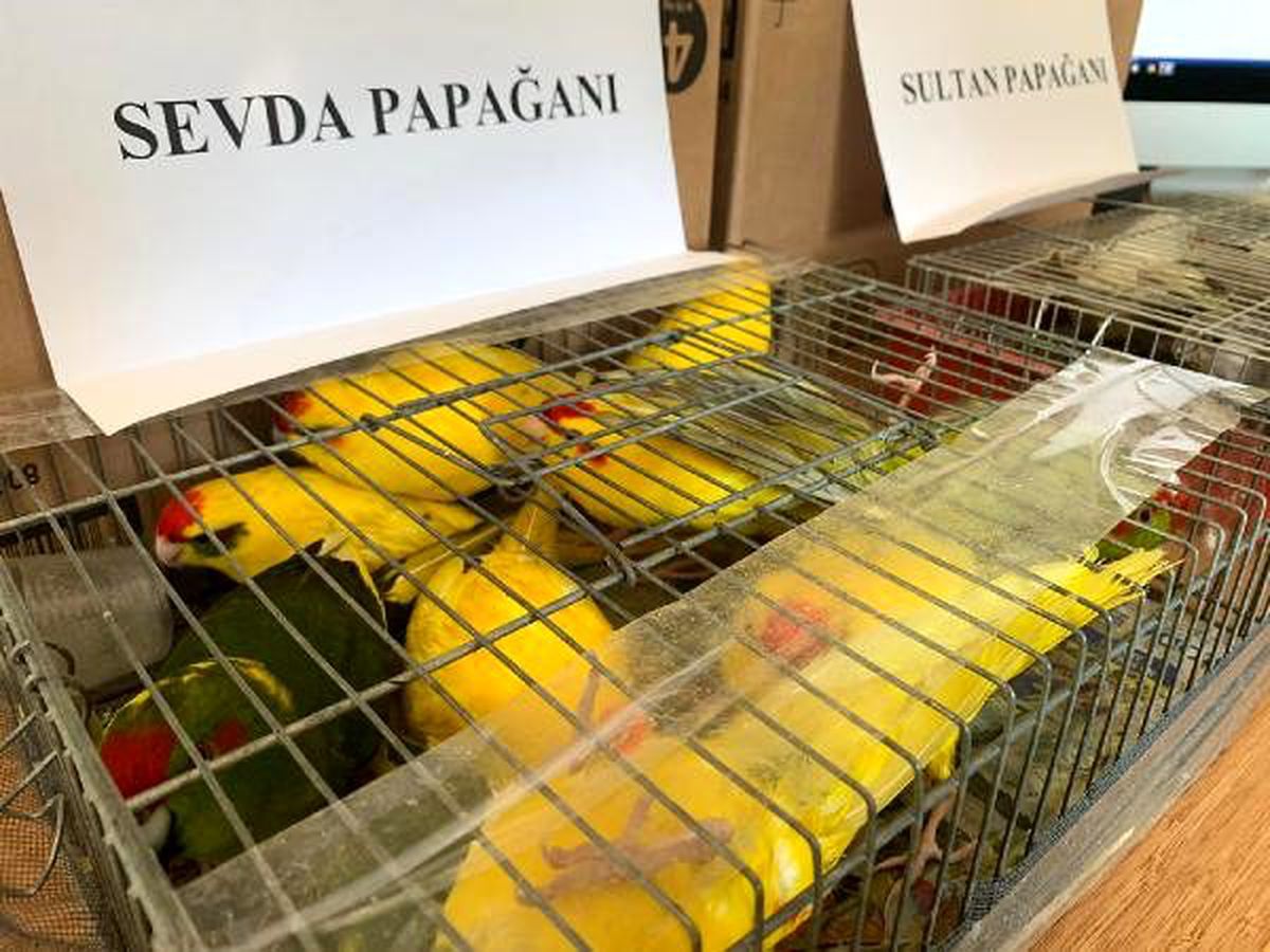 Mahmutbey gişelerde otomobil bagajında 45 papağan ele geçirildi