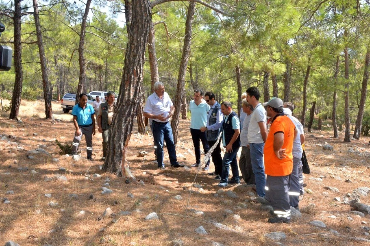 Mersin Orman Bölge Müdürlüğü, Silifke 8 ton reçine üretimi gerçekleştirdi