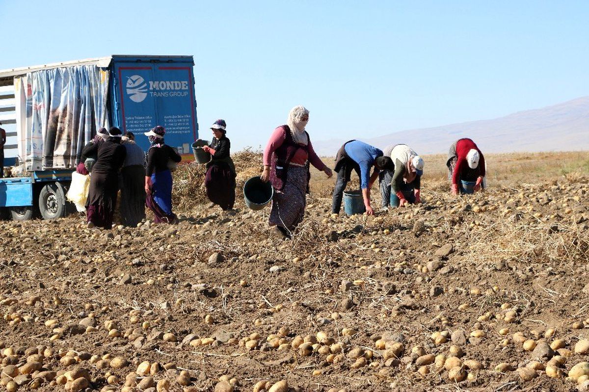 Niğde\'de patates hasadı başladı