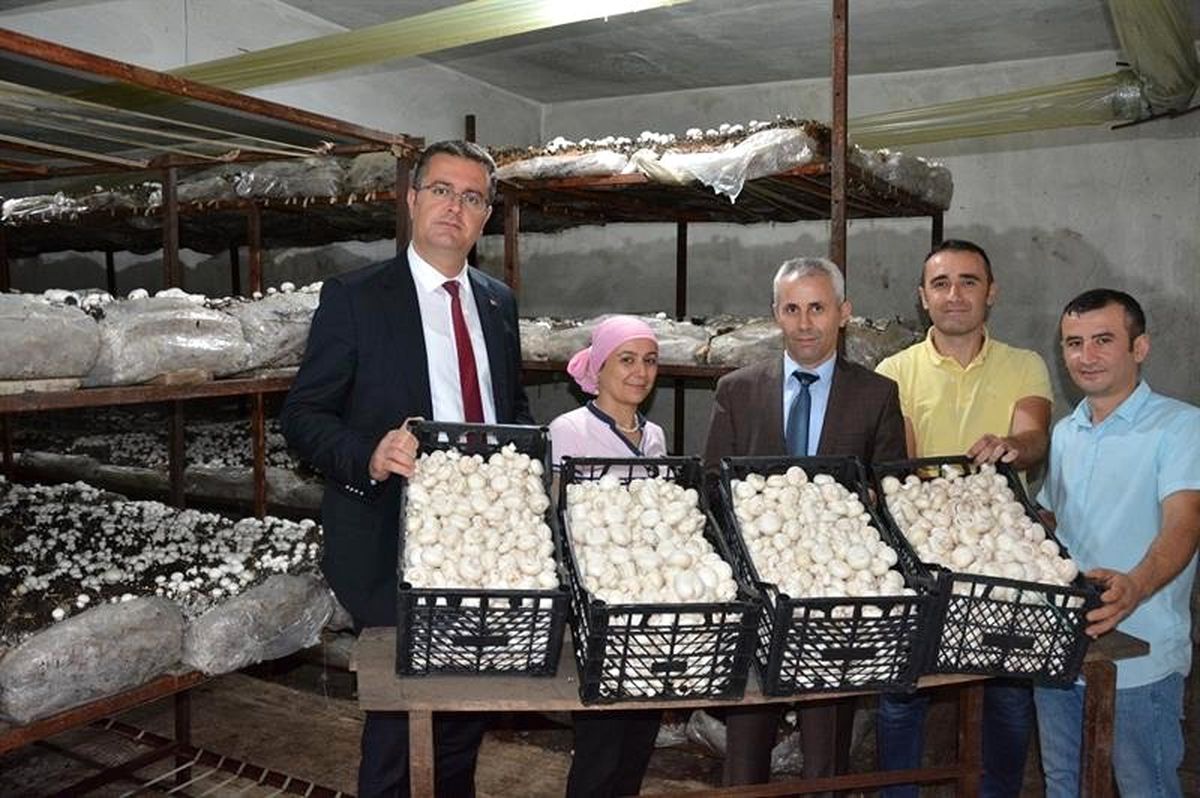 Ordu\'da mantar üretimi artıyor