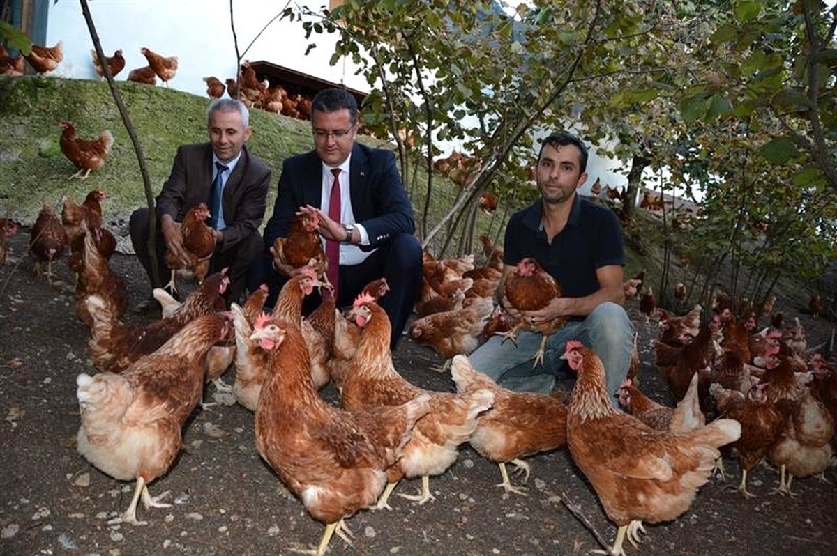 Ordu\'da organik yumurta üretimi artıyor
