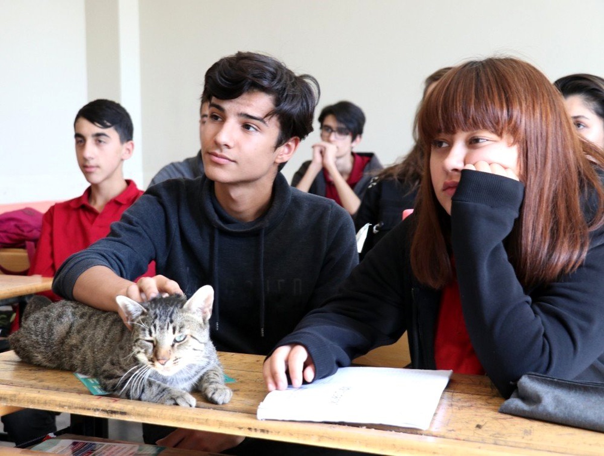 (Özel) Bu kedi ders dinleyip kitap okuma saatine katılıyor