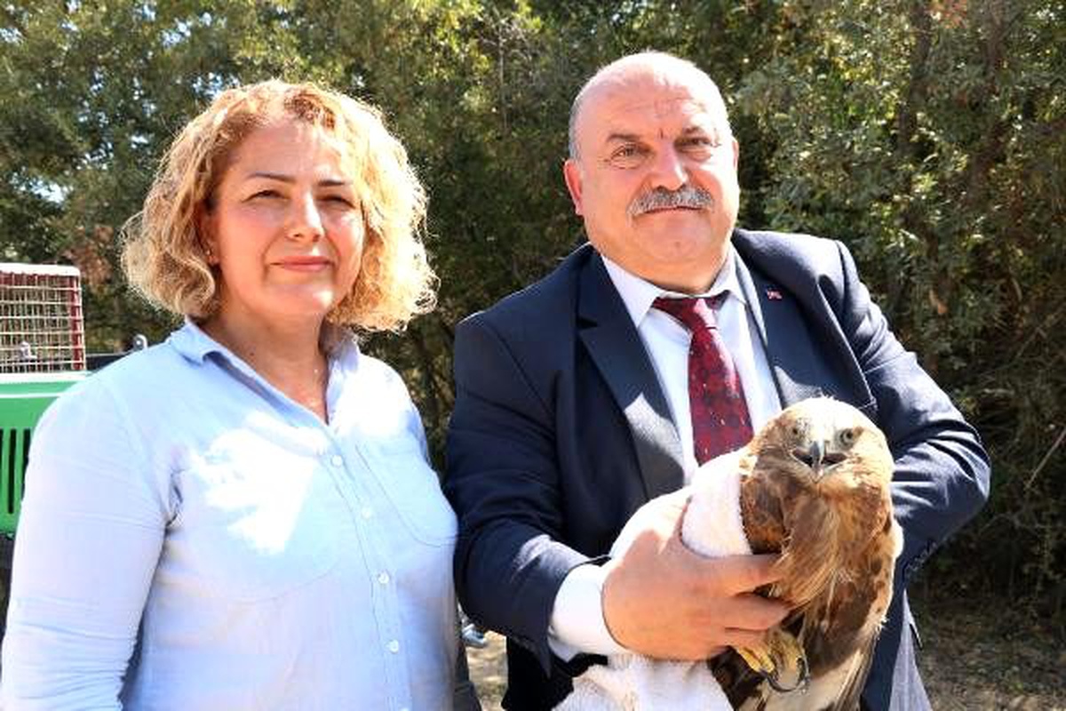 Tedavileri tamamlanan 2 kızıl şahin doğaya salındı