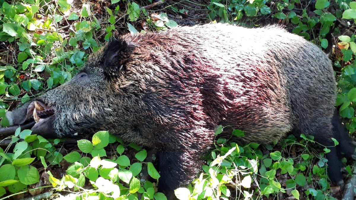 Yaklaşık 150 kilogram olan domuzu avladılar