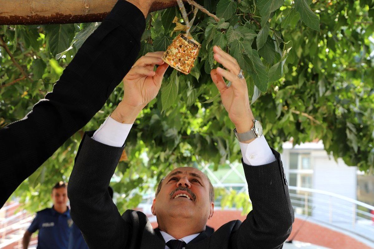 Ağaç dallarına kuş yemi astılar