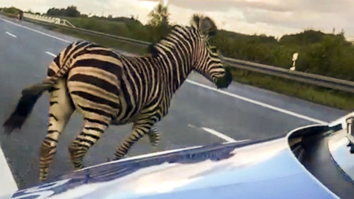 Almanya\'da otobanda kazaya yol açan zebra vurularak öldürüldü