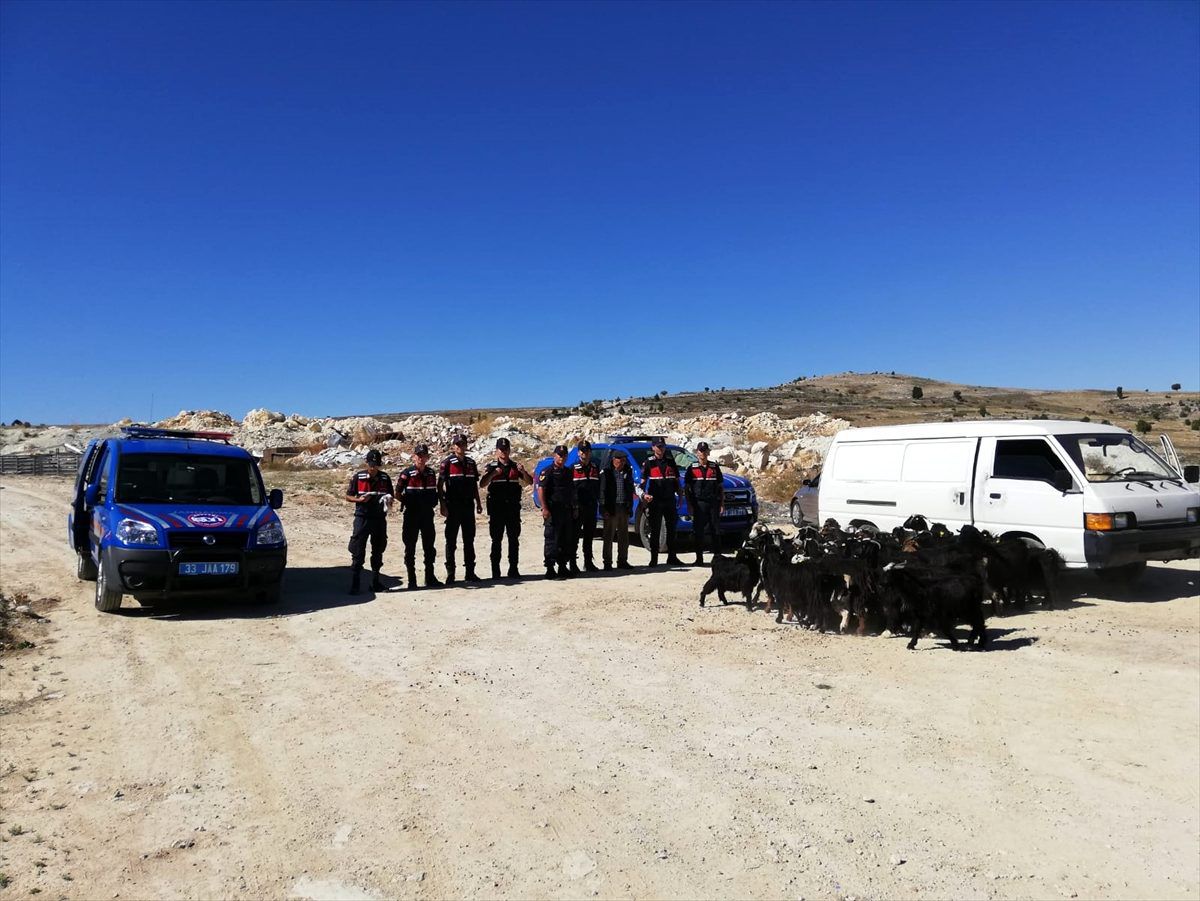 Çalınan küçükbaş hayvanları jandarma buldu