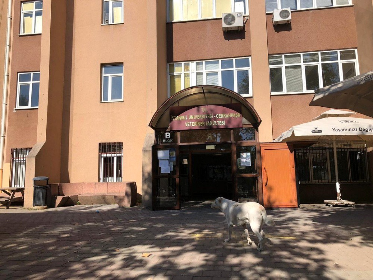 Cerrahpaşa Veteriner Fakültesi tahliye ediliyor