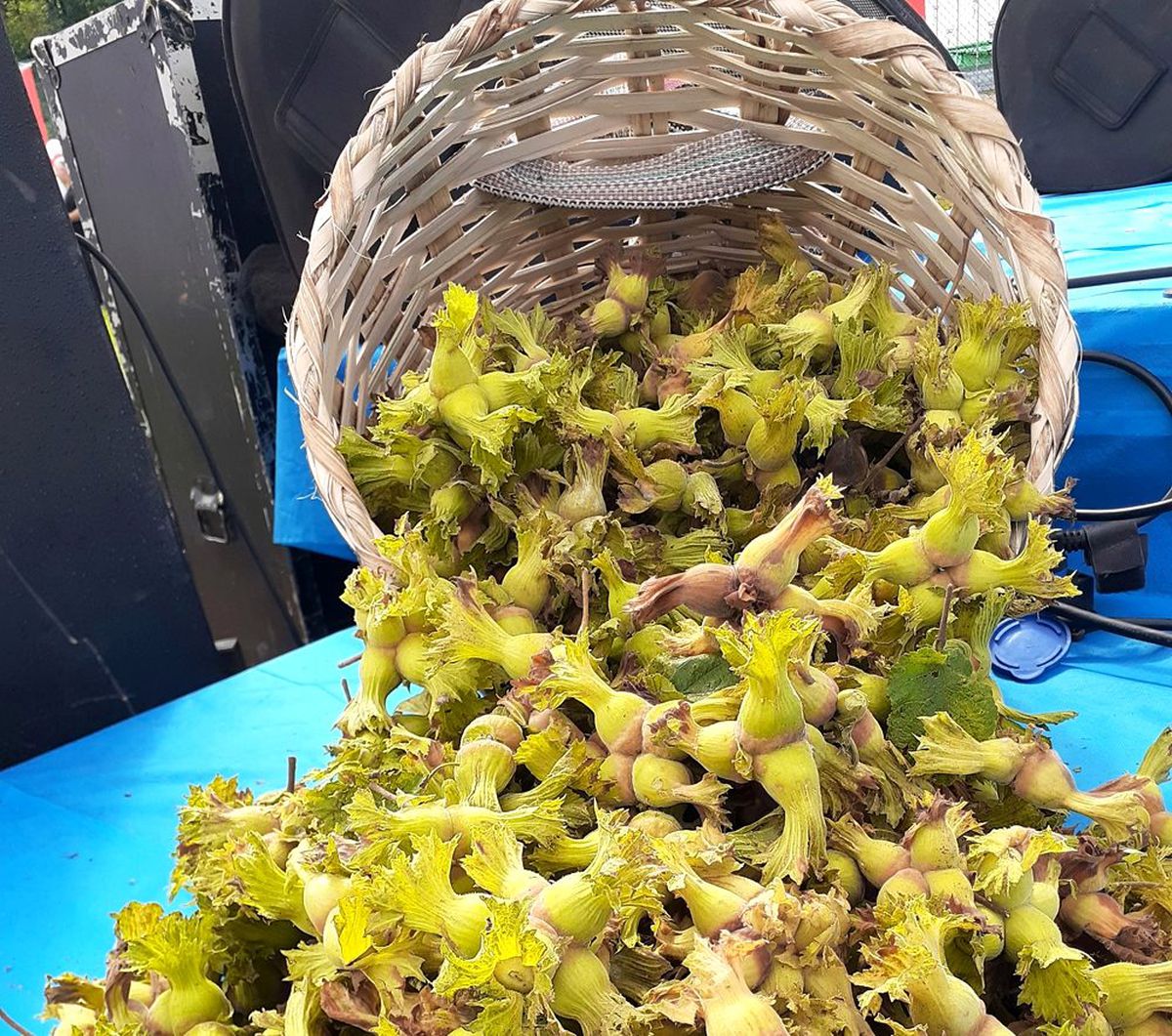Fındık ihracatı hızlı başladı