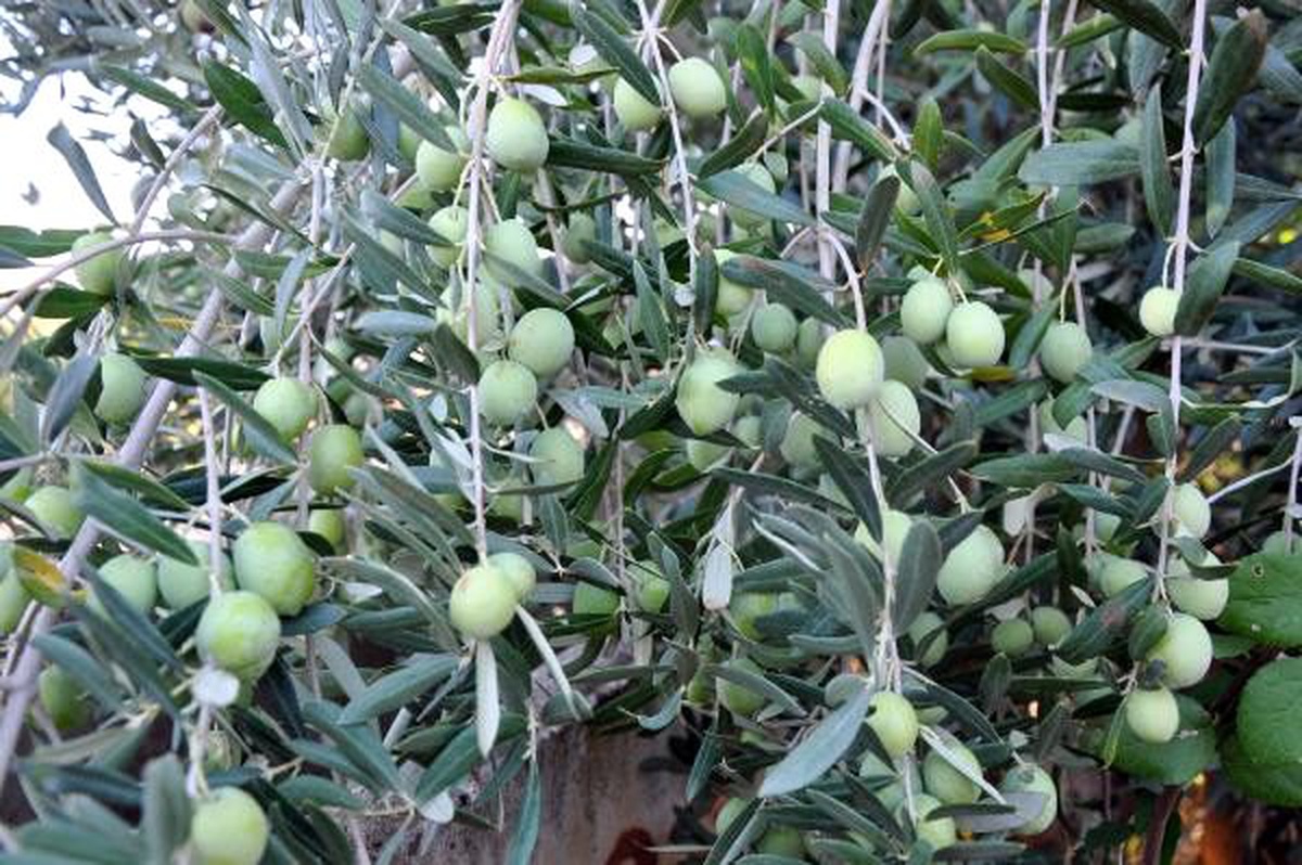 Gazipaşa\'da zeytin hasadı ve yağ sıkım dönemi başladı