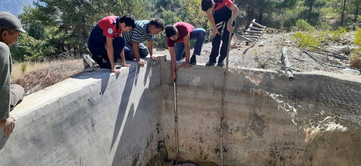 Havuza düşen kurdu itfaiye kurtardı