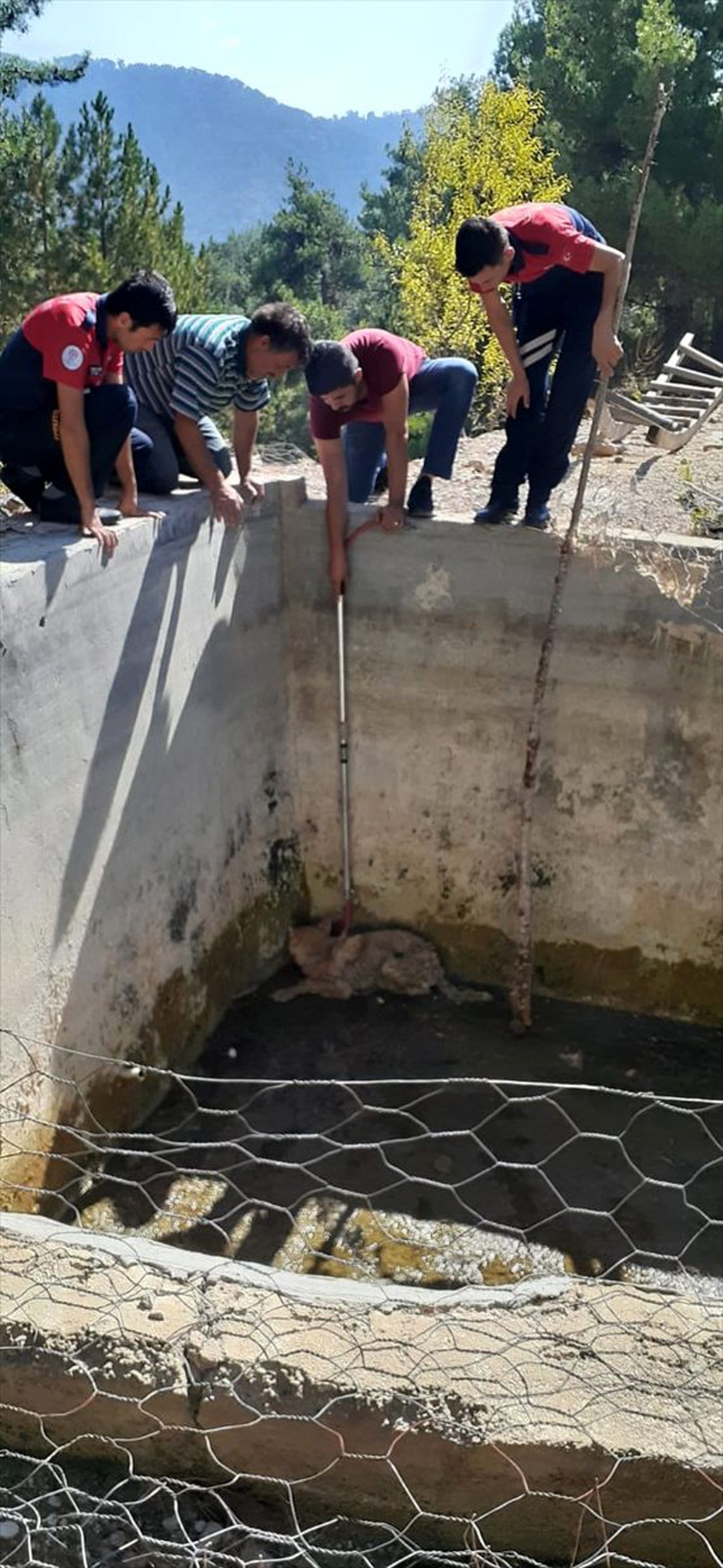 Havuza düşen kurt, itfaiye tarafından kurtarıldı
