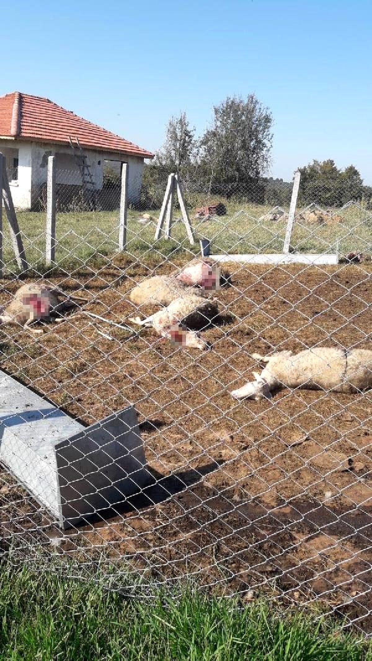 Kandıra\'da aç kalan köpekler koyunları telef etti
