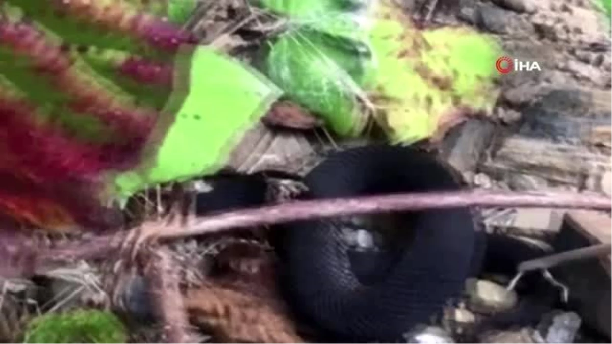Keşfe çıkan avukat, nadir bulunan zehirli baran engerek yılanını böyle görüntüledi