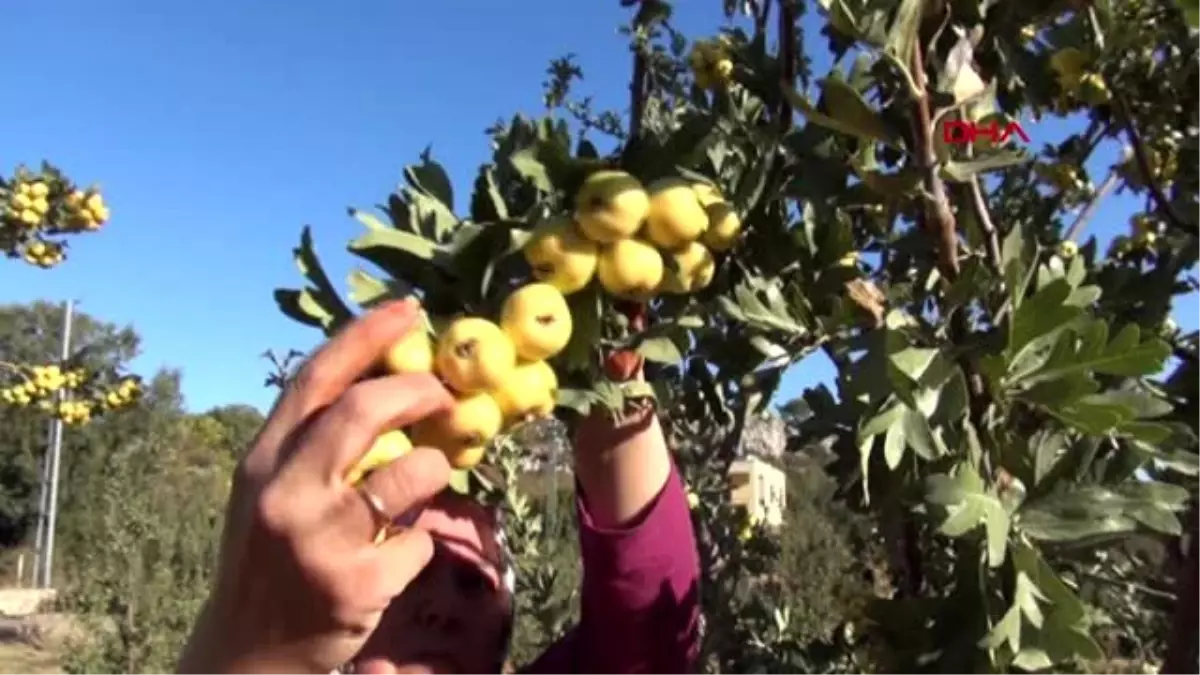 Mersin alıç üreticisinin yüzünü güldürüyor