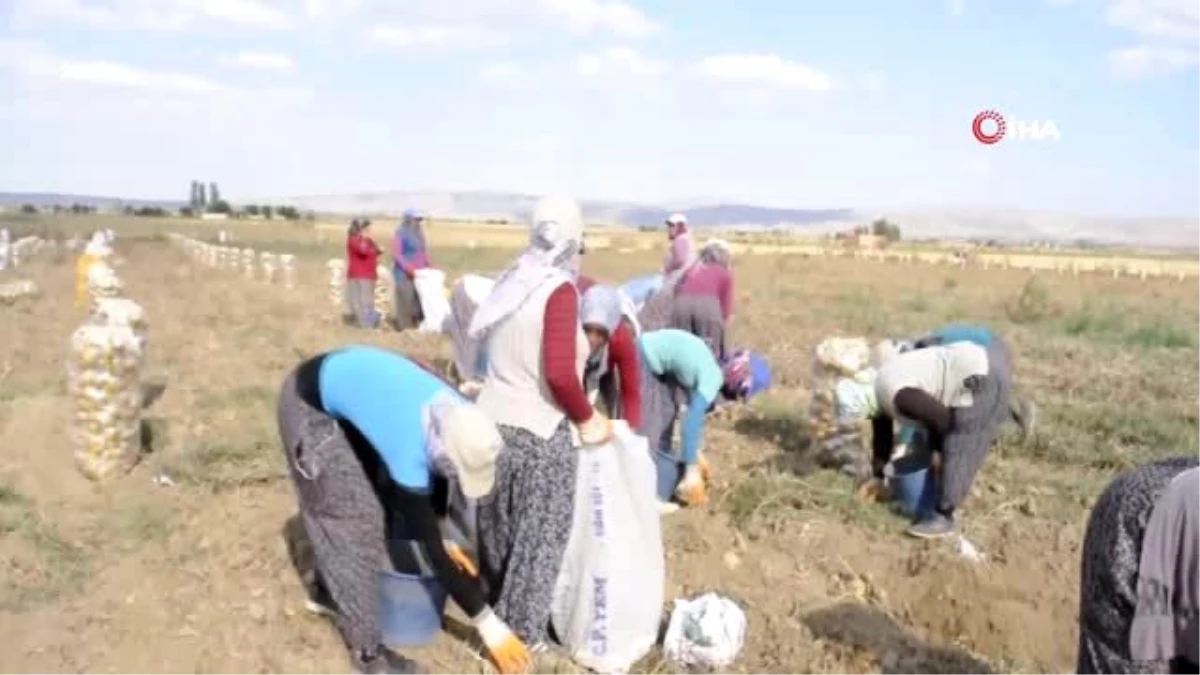 Şuhut\'ta kışlık patates hasadı başladı