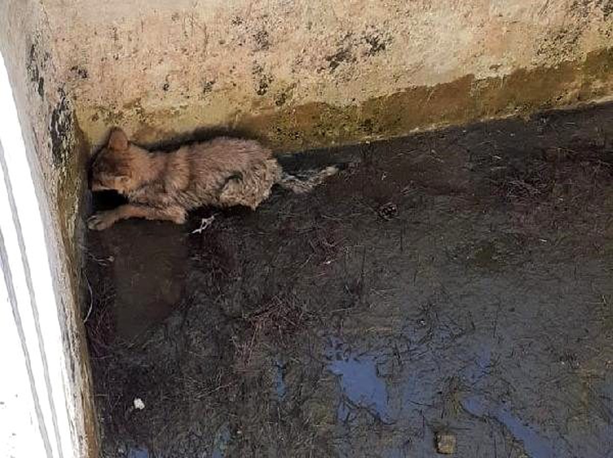 Sulama havuzuna düşen kurdu itfaiye kurtardı