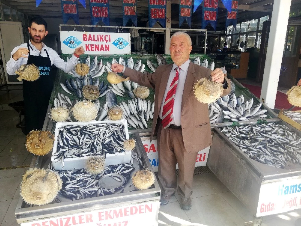 Türkiye kıyılarında \'İstilacı Balon Balığı\' tehlikesi